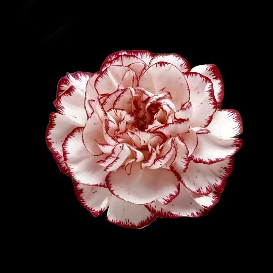 Profile Picture of Lynn E Gilbert (@lynn.e.gilbert) on Tiktok
