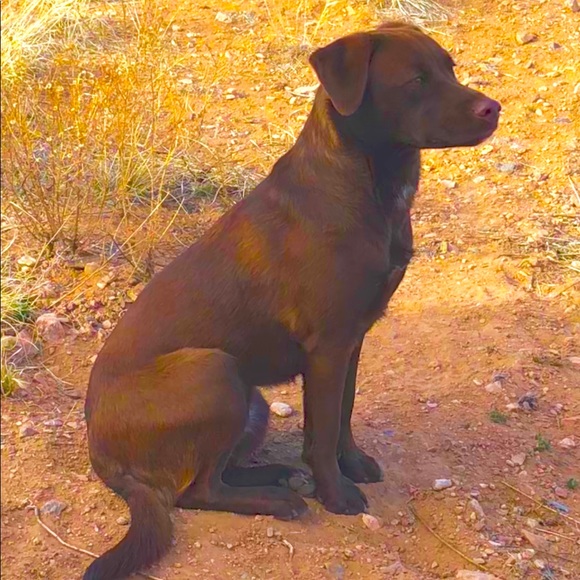 Profile Picture of Rachel Fredell (@rayhonna89) on Poshmark