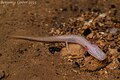 Profile Picture of Georgia blind salamanderon Wikipedia