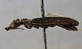 Profile Picture of Ommatidaeon Wikipedia