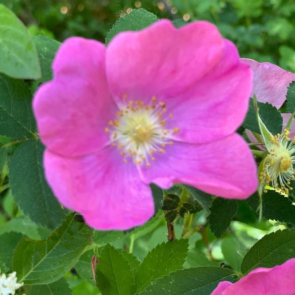 Profile Picture of Melinda Mordecki (@mjfree80) on Poshmark