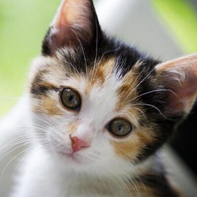 Profile Picture of Cletus Jones (@JonesCletus) on Twitter