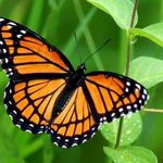 Profile Picture of Nancy Craver (@craverfay) on Instagram