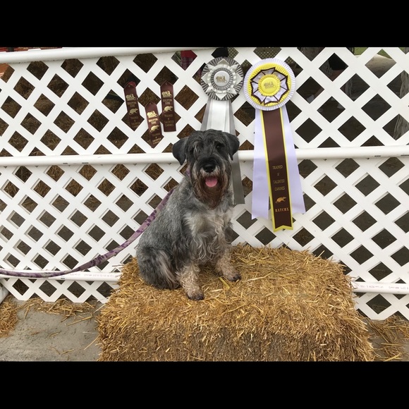 Profile Picture of Melissa Dimeler (@megdime) on Poshmark