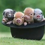 Profile Picture of Lori Grimes (@mini_piggy_mom_to_be) on Instagram