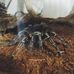 Profile Picture of Priscilla Tarantula (@mathieu.grenier.5602728) on Facebook