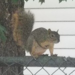 Profile Picture of Michael P Morin (@ingnats) on Flickr