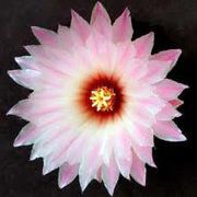 Profile Picture of Nancy Hmayed (@hmayedn) on Pinterest