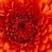 Profile Picture of ALMA DELIA REYES CUELLAR (@almadeliareyescuellar) on Pinterest