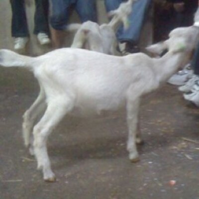 Profile Picture of Brian Whelan (@wheelieb1975) on Twitter