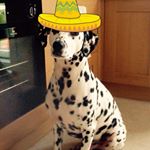 Profile Picture of Diane Farrell (@alternativpip) on Instagram