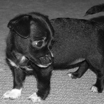 Profile Picture of KC Chambers (@me_chihuahua) on Twitter