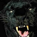 Profile Picture of calvin carrington (@calcarrington1) on Instagram