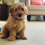 Profile Picture of Asher Ralph the GoldenDoodle (@asherralph_thedoodle) on Instagram