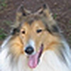 Profile Picture of Kate Harker (@romanycollies) on Flickr