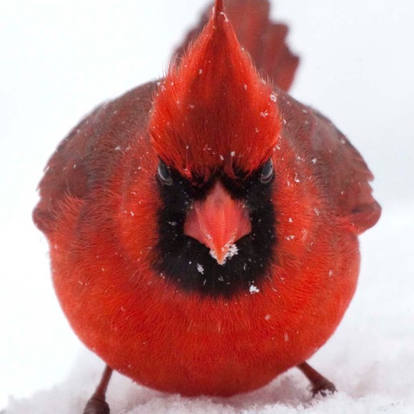 Profile Picture of Polina Chmyreva (@evolveonmelrose) on Poshmark