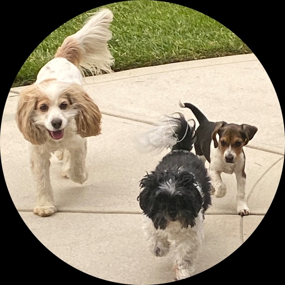 Profile Picture of Susan Brawley (@sbgoebelt) on Poshmark