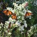 Profile Picture of Tammy LaClair (@tammy.laclair.735) on Facebook