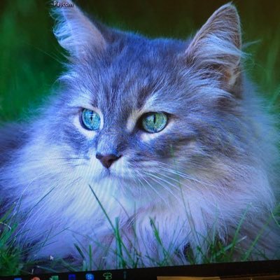 Tracy  Alexander - Twitter Profile Picture of Tracy  Alexander (@TracyAlexander6) on Twitter