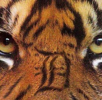 Profile Picture of Kris Campbell (@Kris-Campbell) on Facebook