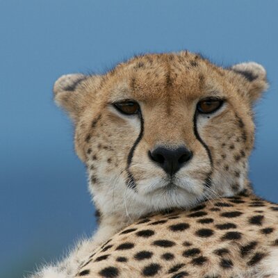 Profile Picture of Justin Bowles (@BowlesBt) on Twitter