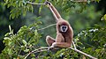 Profile Picture of Gibbon - Wikipediaon Wikipedia