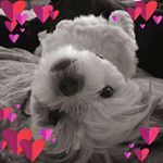 Profile Picture of Donna Simonis (@simonis.donna) on Instagram