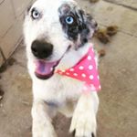 Profile Picture of 🐶Agata Ariel🐶 (@arieltheaustralianshepherd) on Instagram