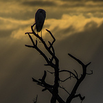 Profile Picture of Christopher Parker (@inkandframes) on Flickr