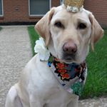 Profile Picture of Kathleen Smith (@geb_wonderdogfrito) on Instagram