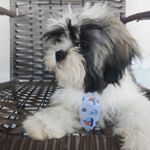 Profile Picture of Billy lima 🐶 (@shihtzu_billylima) on Instagram