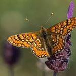 Profile Picture of Bree (@misseye_james) on Instagram