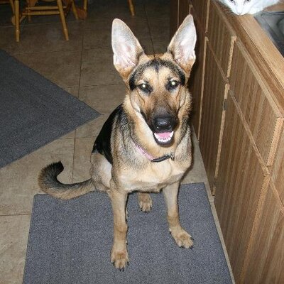 Profile Picture of Janet Reynolds (@Janetvr1) on Twitter