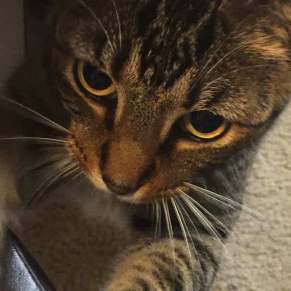 Profile Picture of M Perez (@mperez__) on Poshmark