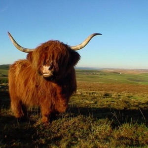 Profile Picture of Stuart Macneill (@128574280) on Myspace