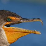 Profile Picture of Grace Zhang (@ruby feng) on Flickr