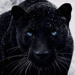 Profile Picture of Rafiky Trujillo (@Rafiky-Trujillo) on Facebook