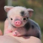 Profile Picture of 장소은[§öĕüñ] (@pl_ace_silver) on Instagram