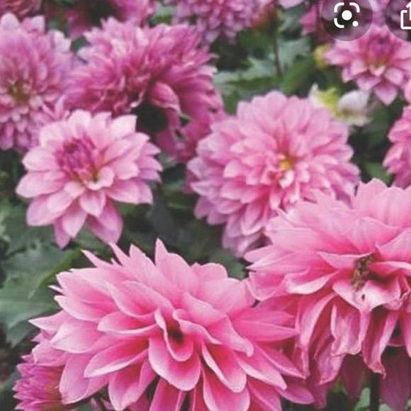 Profile Picture of Maria Espinola (@soposhya) on Poshmark