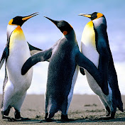 Profile Picture of Alexander Ermakov (@Kosareek) on Youtube