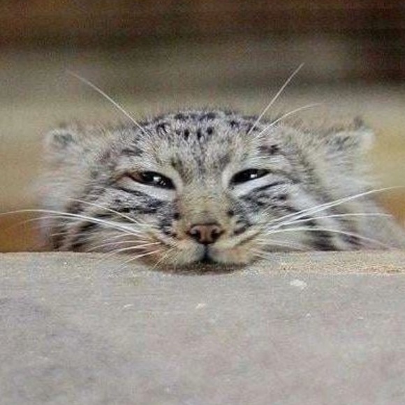 Profile Picture of Pavel Novik (@alexsandrovich) on Poshmark