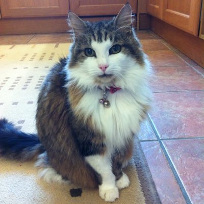 Profile Picture of Joy Richards (@joyrichards0310) on Twitter