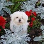 Profile Picture of Robert Leroux (@lerouxrobert) on Instagram