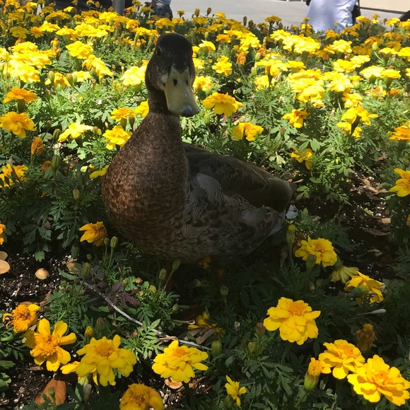 Profile Picture of Stephanie Wirthman (@tnfsoftball88) on Poshmark