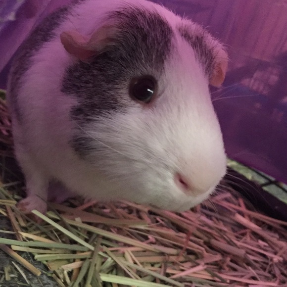 Profile Picture of Meredith Penninger (@meredith_gibby) on Poshmark