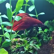 Profile Picture of Bob Gary (@bobgary9114) on Youtube