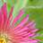 Profile Picture of Amy Kirby (@amy sian) on Flickr