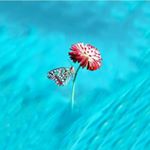 Profile Picture of Christine Van Der Merwe (@christine_cookie_xoxo) on Instagram
