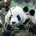 Profile Picture of Hongwei Liu (@hongwei64) on Instagram