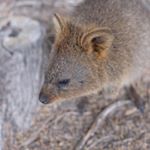 Profile Picture of Akiko MacKenzie (@mackenzieakiko) on Instagram